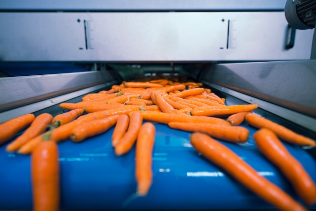Fresh produce moving along a food processing conveyor line
