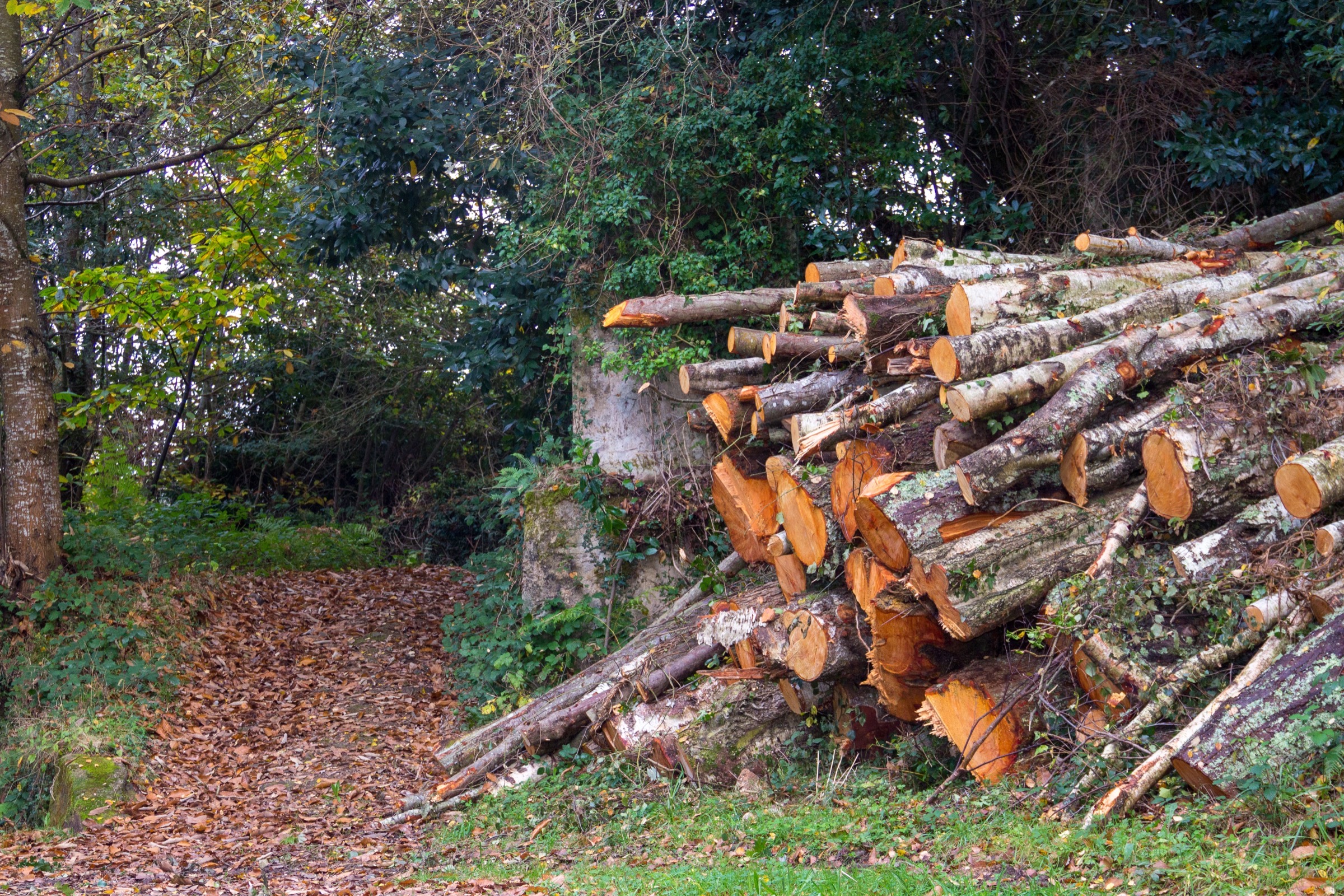 Responsibly managed forest residues supporting certified supply chains