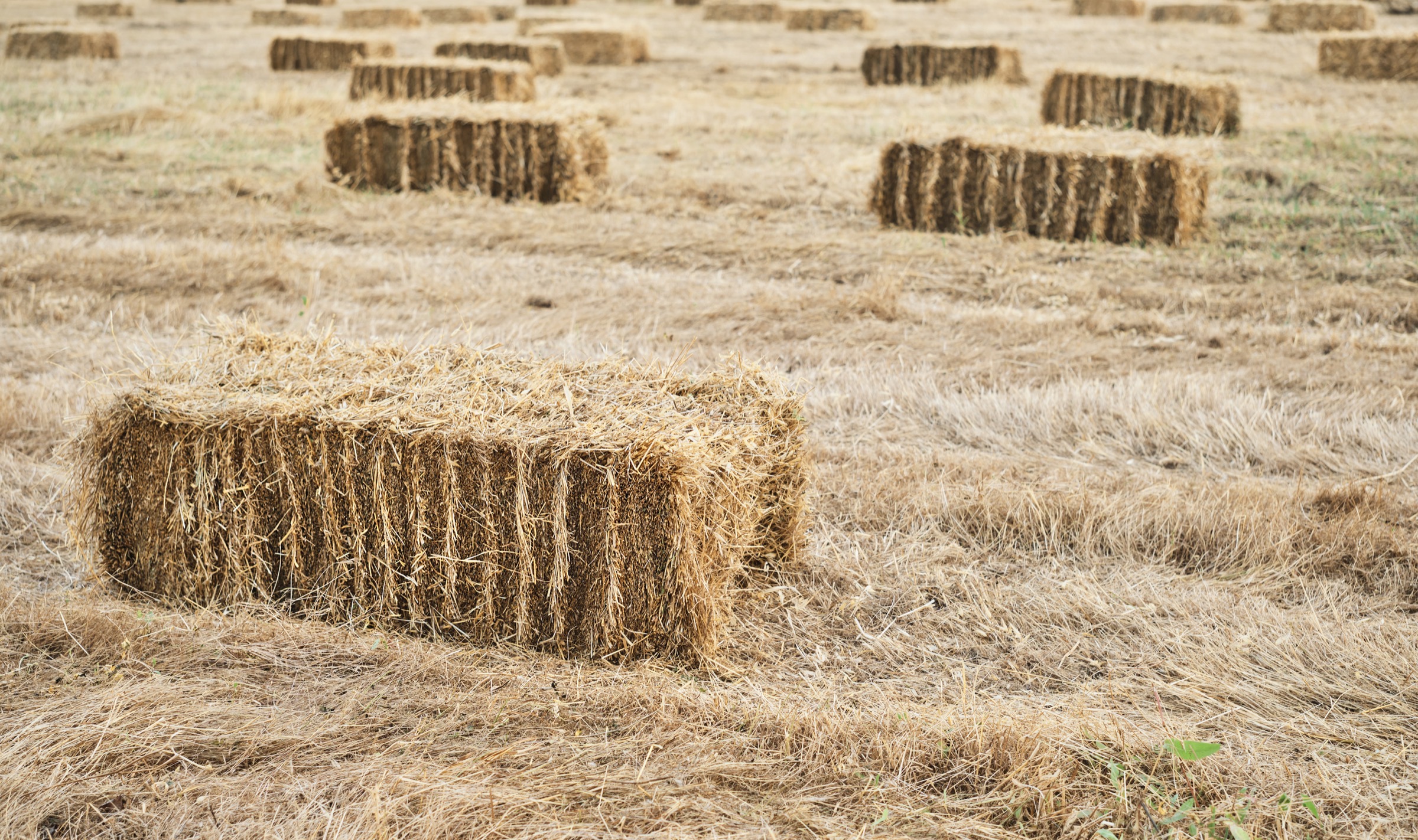 Pressed straw briquettes on a harvested field — agricultural residue feedstock